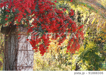 ピラカンサ 91888306