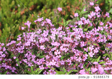 ピンクのサポナリアの花 ピンクのサポナリアの花 91888379