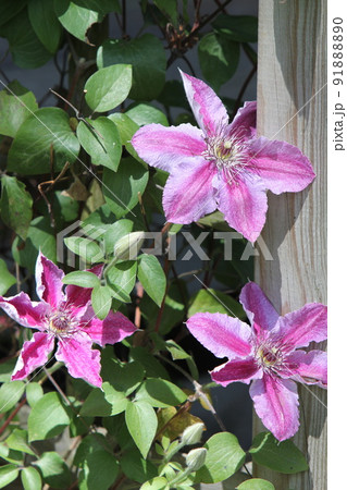 クレマチス ドクターラッペルの花 クレマチス ドクターラッペルの花 91888890