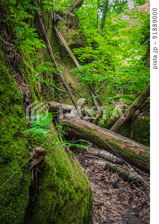 苔の回廊の風景 91889000