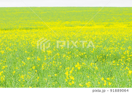 安平町の菜の花畑 91889064