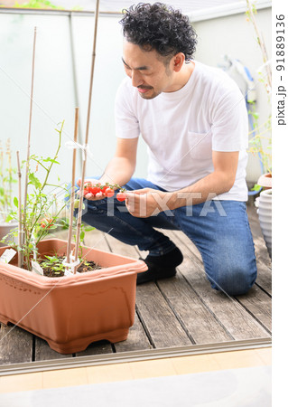 趣味 家庭菜園の男性 収穫編 趣味 家庭菜園の男性 収穫編 91889136