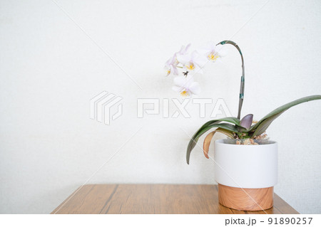 植物素材　ランのお花のボタニカルフレーム 91890257