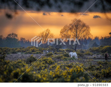 White Horse In New Forest Sunset White Horse In New Forest Sunset 91890383