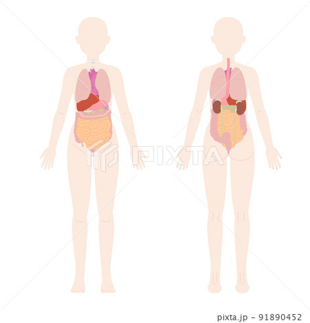 女性の前面と背面の人体図と臓器のイラスト素材