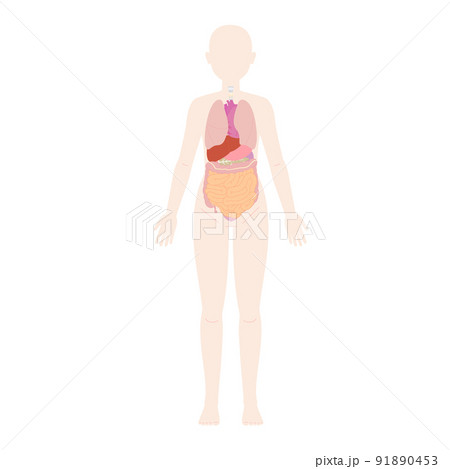 女性 前面の人体図と臓器 女性 前面の人体図と臓器 91890453