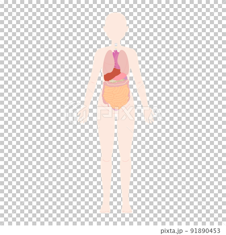 女性 前面の人体図と臓器 女性 前面の人体図と臓器 91890453