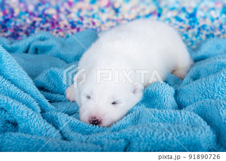 White fluffy small Samoyed puppy dog is sleeping on blue blanket 91890726