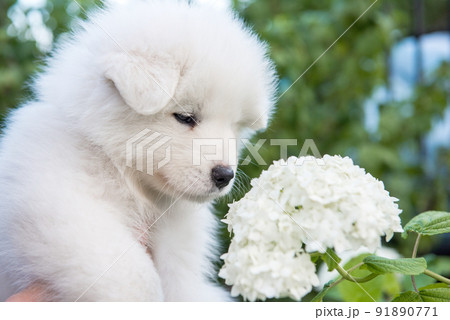 Female hands holding white fluffy Samoyed puppy Female hands holding white fluffy Samoyed puppy 91890771