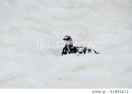 5月の立山 雪上の雷鳥 5月の立山 雪上の雷鳥 91891672