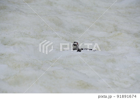 5月の立山　雪上の雷鳥 91891674