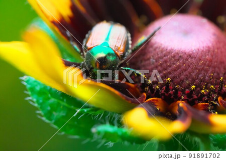 ルドベキアの花とマメコガネのアップ 91891702