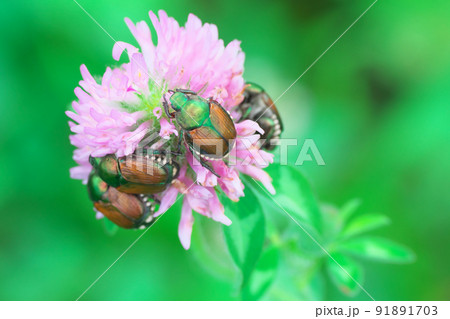 アカツメクサに密集、密接するマメコガネ 91891703