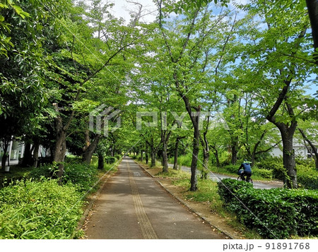 茨城県つくば市のつくば公園通り 91891768