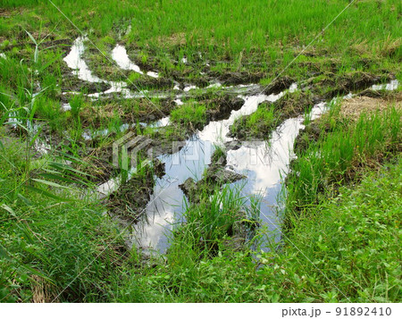 青空を映す雨上がりの秋の穭田風景 91892410