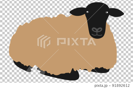 Suffolk sheep sitting Suffolk sheep sitting 91892612