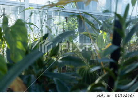 葉と葉の間から見える世界 都会のオアシス 温室の中 葉と葉の間から見える世界 都会のオアシス 温室の中 91892937