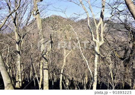 丹沢の相州アルプス 荻野高取山より左が華厳山、右が経ヶ岳 丹沢の相州アルプス 荻野高取山より左が華厳山、右が経ヶ岳 91893225