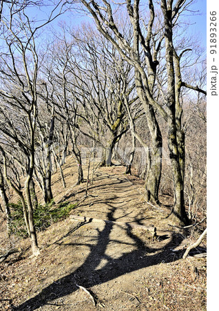 丹沢の経ヶ岳　仏果山～経ヶ岳縦走コースの登山道 91893266