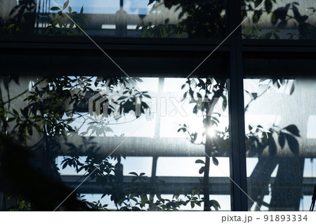 温室の窓と機械　整えられた環境　東京で楽しむ温帯の植物　人工的　研究目的 91893334