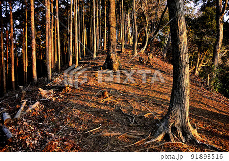 朝焼けの山地 丹沢の煤ヶ谷秋葉山の森 朝焼けの山地 丹沢の煤ヶ谷秋葉山の森 91893516