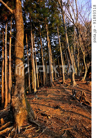 朝焼けの山地 丹沢の煤ヶ谷秋葉山の森 朝焼けの山地 丹沢の煤ヶ谷秋葉山の森 91893518