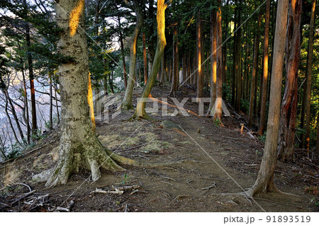 丹沢の相州アルプス南尾根 煤ヶ谷秋葉山の登山道 丹沢の相州アルプス南尾根 煤ヶ谷秋葉山の登山道 91893519