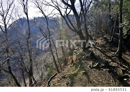 丹沢の相州アルプス 荻野高取山の森 丹沢の相州アルプス 荻野高取山の森 91893531