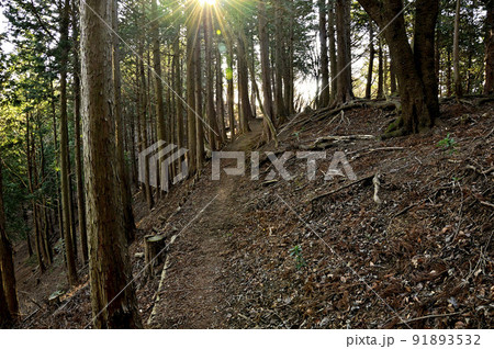 丹沢の相州アルプス 荻野高取山の森を通る道 丹沢の相州アルプス 荻野高取山の森を通る道 91893532