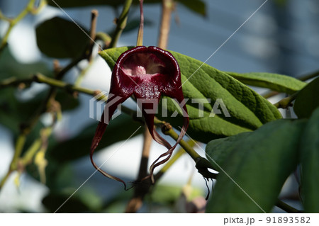 エキゾチックなカラーのお花 温室の中の花 人の手で守らてた植物 オリエンタルな雰囲気 エキゾチックなカラーのお花 温室の中の花 人の手で守らてた植物 オリエンタルな雰囲気 91893582