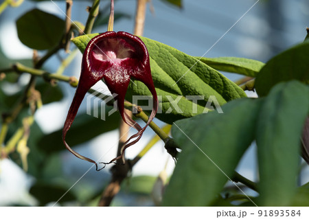 エキゾチックなカラーのお花　温室の中の花　人の手で守らてた植物　オリエンタルな雰囲気 91893584