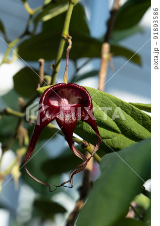 エキゾチックなカラーのお花　温室の中の花　人の手で守らてた植物　オリエンタルな雰囲気 91893586