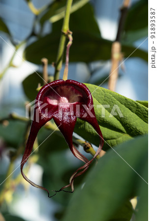 エキゾチックなカラーのお花　温室の中の花　人の手で守らてた植物　オリエンタルな雰囲気 91893587
