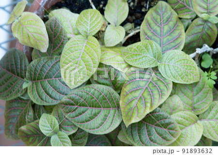 温室で守られた環境の中で元気に育つ植物　重なり合う葉　ピンクの葉脈 91893632