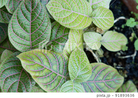 温室で守られた環境の中で元気に育つ植物 重なり合う葉 ピンクの葉脈 温室で守られた環境の中で元気に育つ植物 重なり合う葉 ピンクの葉脈 91893636