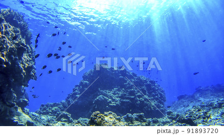 沖縄　渡嘉敷島の水中写真 91893720