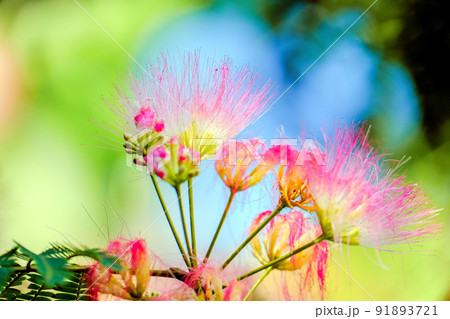 ねむの花 ねむの花 91893721