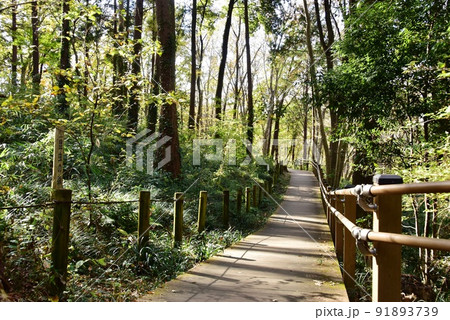 座間市　県立座間谷戸山公園昆虫の森散策路 91893739