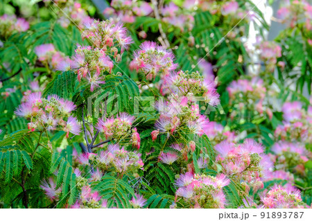 満開の合歓の木 満開の合歓の木 91893787