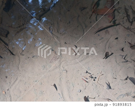 池の中のアメンボと生物 91893815