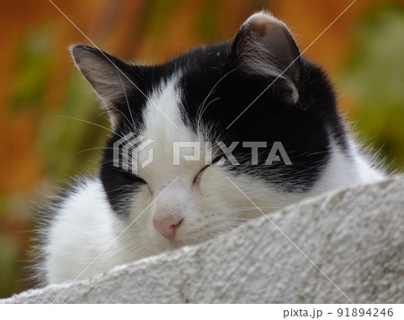 【スペイン】眠っているハチワレの白黒猫の横顔（グラナダ） 91894246