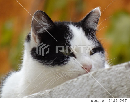 【スペイン】リラックスしているハチワレの白黒猫の横顔（グラナダ） 91894247