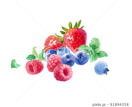 レッシュな3種のベリーの水彩イラスト。ラズベリー、ストロベリー、ブルーベリー、ミントの集合。 91894358