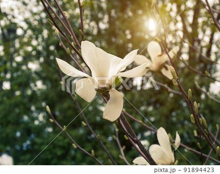 Magnolia tree branch with delicate white flowers close up in garden spring time. Bright blossom blurred bokeh background Magnolia tree branch with delicate white flowers close up in garden spring time. Bright blossom blurred bokeh background 91894423