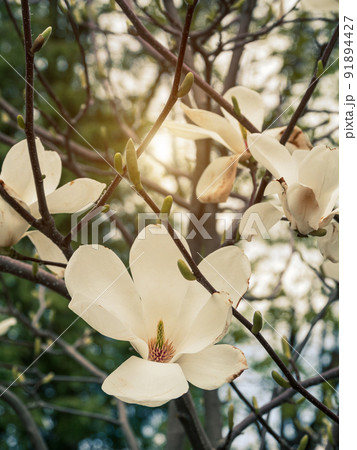 Magnolia tree branch with delicate white flowers close up in garden spring time. Bright blossom blurred bokeh background Magnolia tree branch with delicate white flowers close up in garden spring time. Bright blossom blurred bokeh background 91894427