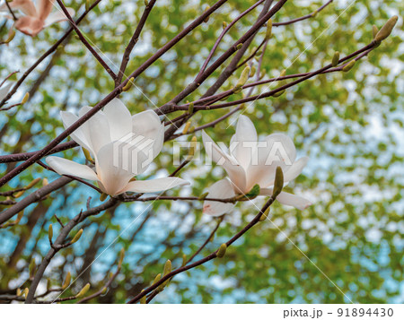 Magnolia tree branch with delicate white flowers close up in garden spring time. Bright blossom blurred bokeh background Magnolia tree branch with delicate white flowers close up in garden spring time. Bright blossom blurred bokeh background 91894430