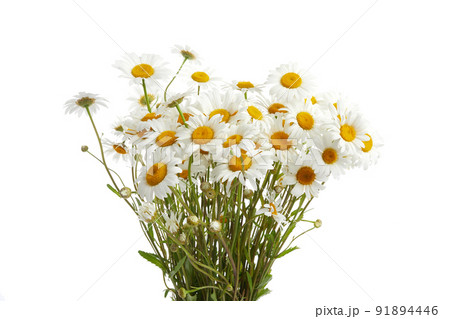 Bouquet of Daisy or Chamomiles isolated on a white background. 91894446
