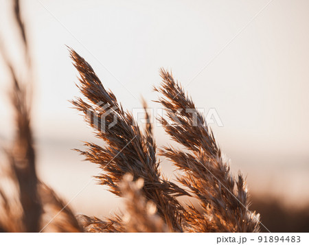 Fluffy golden reeds on sunset sky background against sunlight. Trendy natural pampas grass background poster wallpaper. Fluffy golden reeds on sunset sky background against sunlight. Trendy natural pampas grass background poster wallpaper. 91894483