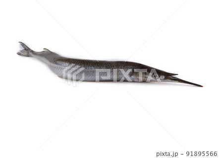 Garfish isolated on white 91895566