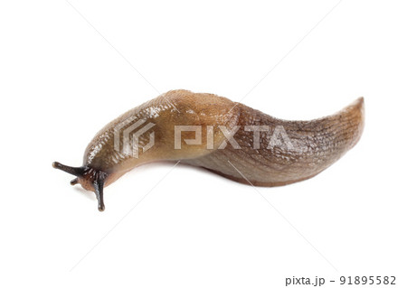 Slug isolated on white 91895582